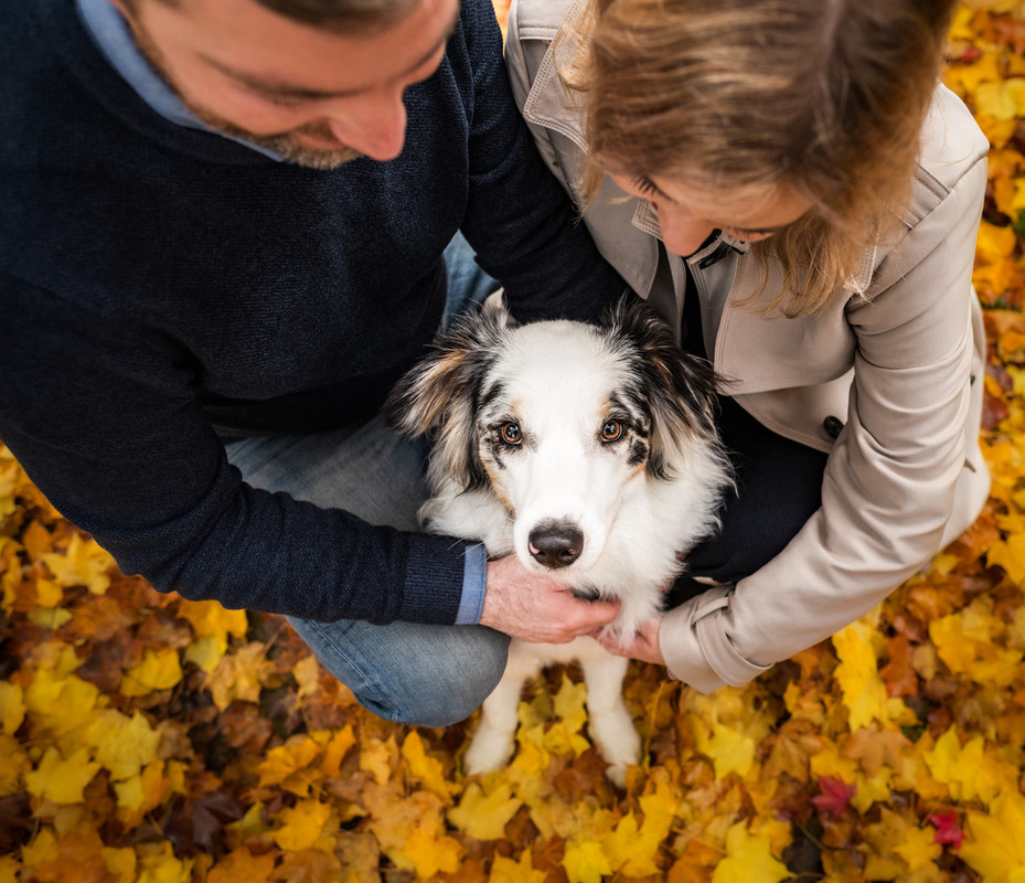 Moški in ženska, ljubeče držita svojega psa. V ozadju jesensko rumeno-rjavo listje.